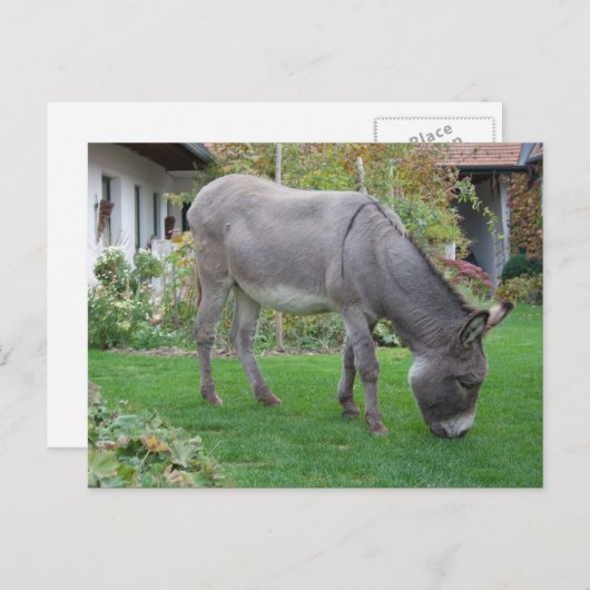 Biologische grasmaaier op vier uur briefkaart (Voorkant / Achterkant)