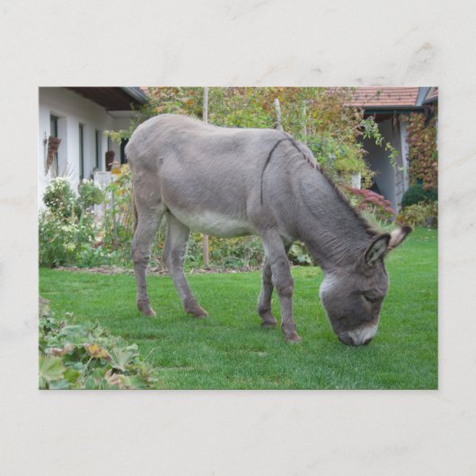 Biologische grasmaaier op vier uur briefkaart (Voorkant)