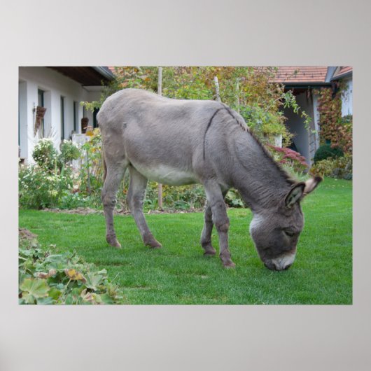Biologische grasmaaier op vier uur poster (Voorkant)