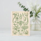 Biologische illustratie groene Flora Briefkaart (Staand voorkant)