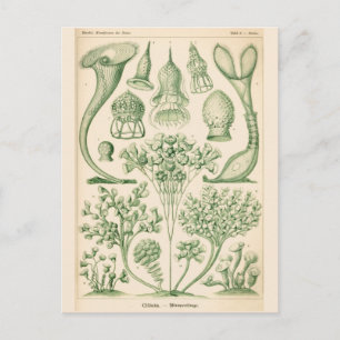 Biologische illustratie groene Flora Briefkaart