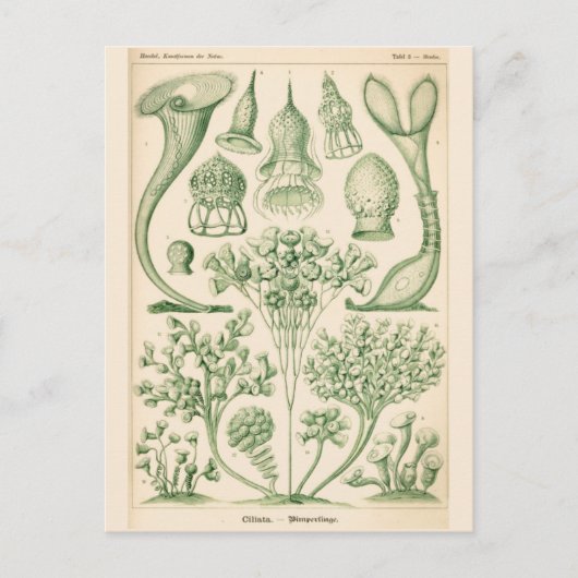 Biologische illustratie groene Flora Briefkaart (Voorkant)