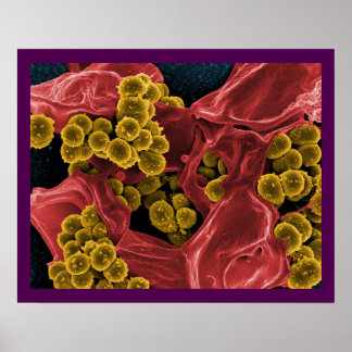 Biologische microbiologie, abstract voor poster of
