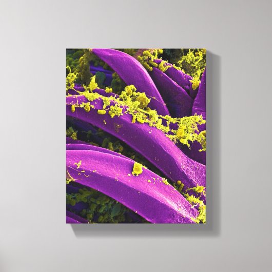 Biologische microbiologie, abstract voor poster of canvas afdruk (Voorkant)