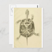  biologische schildpadanatomie briefkaart (Voorkant / Achterkant)