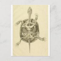 biologische schildpadanatomie