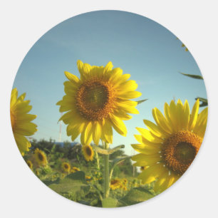 Biologische Tuin Zonnebloem Sticker