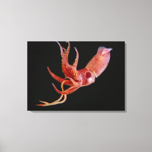 Bioluminescent Cock-eye Squid (Histioteuthis hete) Canvas Afdruk