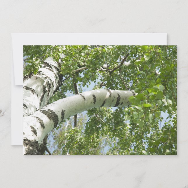 BIRCH (Voorkant)