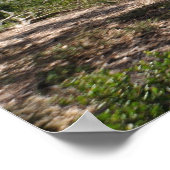 Birch Aquarium Panorama Poster (Hoek)