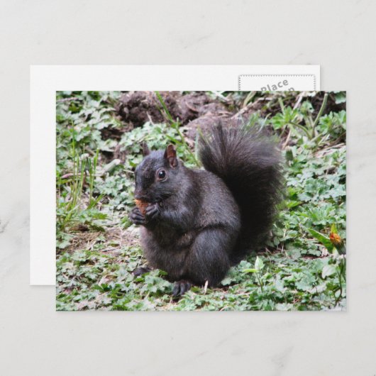 BIRCH BAY SQUIRREL BRIEFKAART (Voorkant / Achterkant)