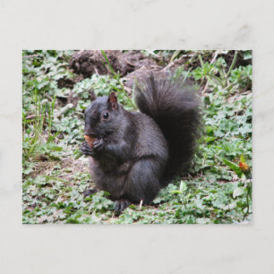 BIRCH BAY SQUIRREL BRIEFKAART