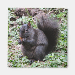 BIRCH BAY SQUIRREL MAGNEET