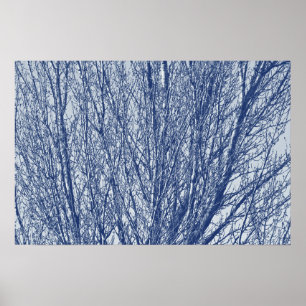 Birch Branches - Cyanotype-effect Poster