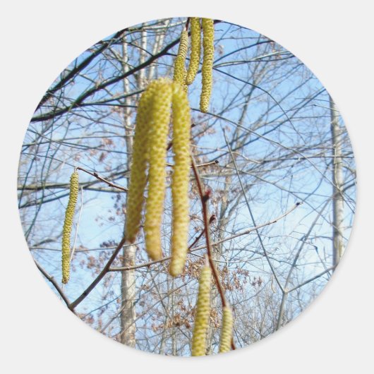 Birch Catkins Stickers (Voorkant)