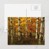 Birch Forest Briefkaart (Voorkant / Achterkant)