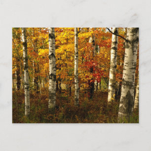 Birch Forest Briefkaart