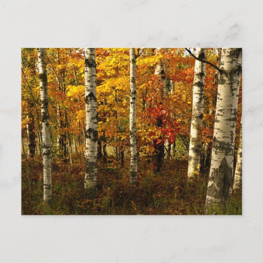 Birch Forest Briefkaart (Voorkant)