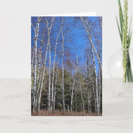 Birch Forest in Spring, Upper Peninsula Kaart (Voorkant)