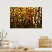 Birch Forest Poster (Keuken)