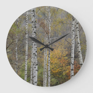 Birch Forrest herfst Foto Round Wall klok