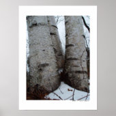 Birch Grove Poster (Voorkant)