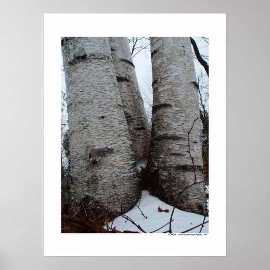 Birch Grove Poster (Voorkant)