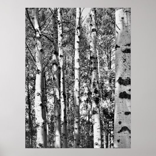 Birch Grove Poster (Voorkant)