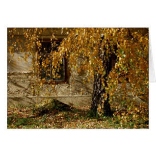 Birch in het najaar