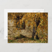 Birch in het najaar briefkaart (Voorkant / Achterkant)