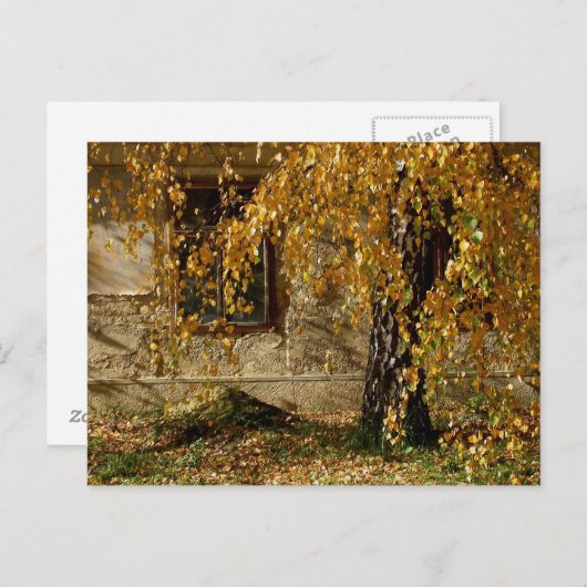 Birch in het najaar briefkaart (Voorkant / Achterkant)