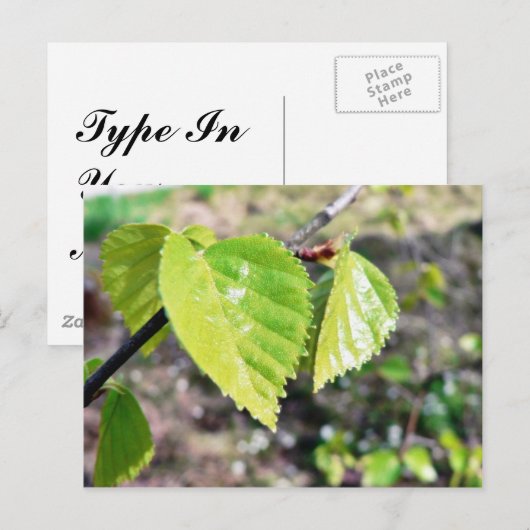 Birch Leaves Green Leaves Briefkaart (Voorkant / Achterkant)