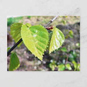 Birch Leaves Green Leaves Briefkaart