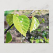 Birch Leaves Green Leaves Briefkaart (Voorkant)