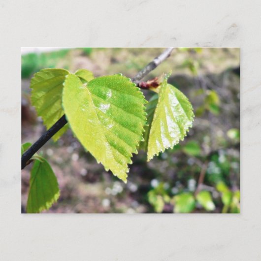 Birch Leaves Green Leaves Briefkaart (Voorkant)