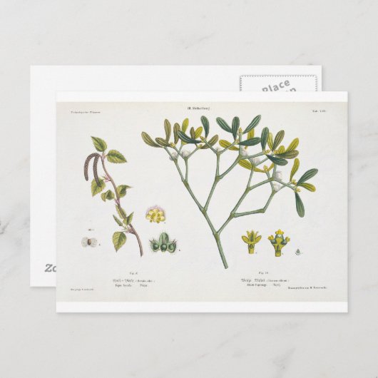 Birch (links) en Mistletoe (rechts), fig. 9 en 10 Briefkaart (Voorkant / Achterkant)