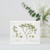 Birch (links) en Mistletoe (rechts), fig. 9 en 10 Briefkaart (Staand voorkant)