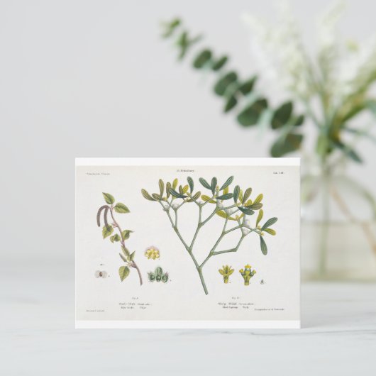 Birch (links) en Mistletoe (rechts), fig. 9 en 10 Briefkaart (Staand voorkant)