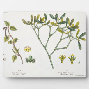 Birch (links) en Mistletoe (rechts), fig. 9 en 10 Fotoplaat