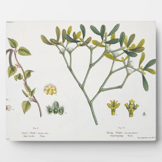 Birch (links) en Mistletoe (rechts), fig. 9 en 10 Fotoplaat (Voorkant)