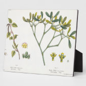 Birch (links) en Mistletoe (rechts), fig. 9 en 10 Fotoplaat (Zijkant)