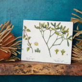 Birch (links) en Mistletoe (rechts), fig. 9 en 10 Fotoplaat (Zijkant)
