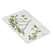 Birch (links) en Mistletoe (rechts), fig. 9 en 10 Magneet (Rechterzijde)