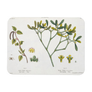 Birch (links) en Mistletoe (rechts), fig. 9 en 10 Magneet