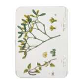 Birch (links) en Mistletoe (rechts), fig. 9 en 10 Magneet (Verticaal)