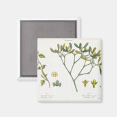 Birch (links) en Mistletoe (rechts), fig. 9 en 10 Magneet (Voorkant / Achterkant)