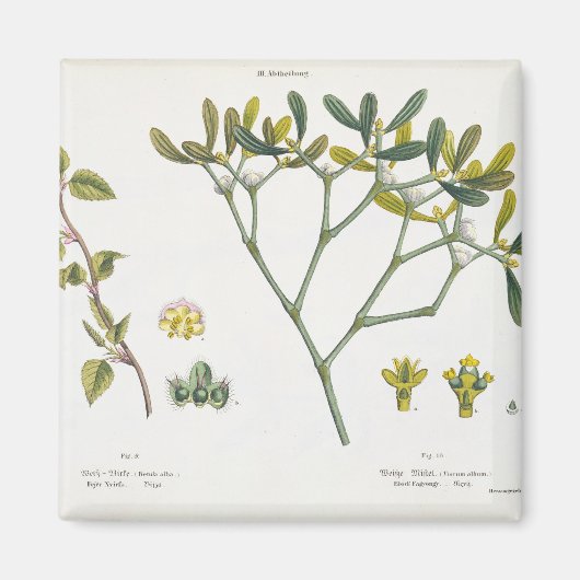 Birch (links) en Mistletoe (rechts), fig. 9 en 10 Magneet (Voorkant)