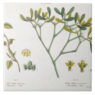 Birch (links) en Mistletoe (rechts), fig. 9 en 10 Tegeltje