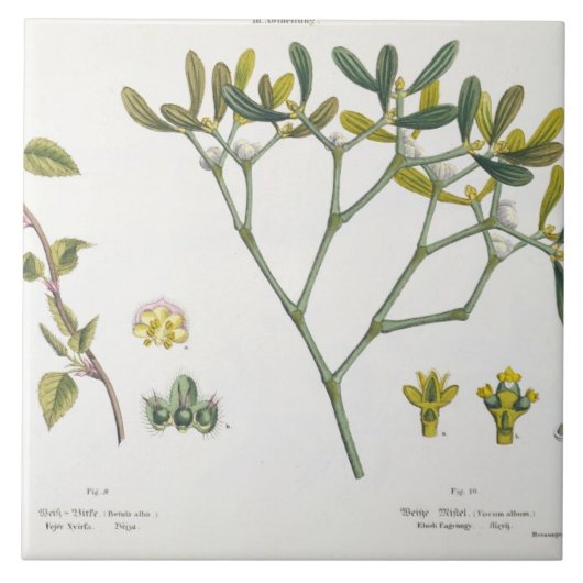 Birch (links) en Mistletoe (rechts), fig. 9 en 10 Tegeltje (Voorkant)