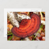 Birch Mazegill Fungus Briefkaart (Voorkant / Achterkant)
